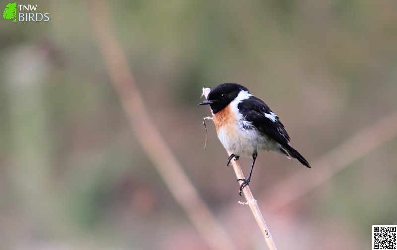 Perching Birds